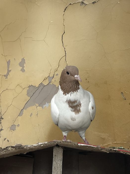 Кептерлер сатылады 2500