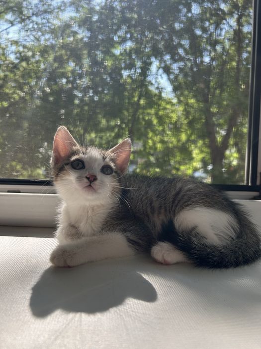 Котенок в добрые руки.
