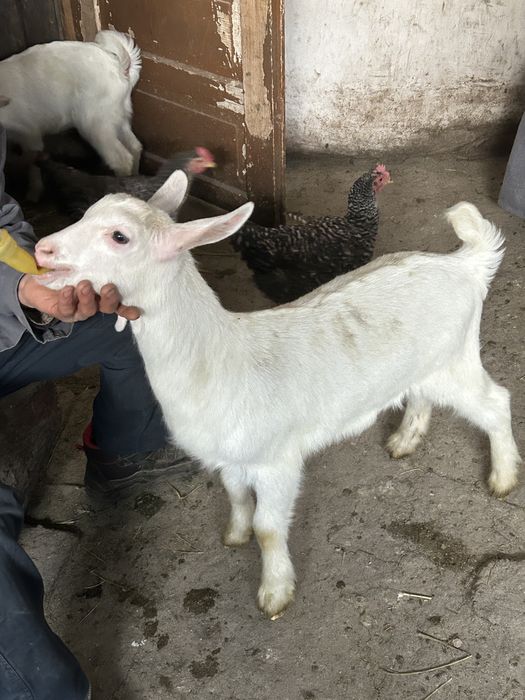 Capra Sannen cu iezi