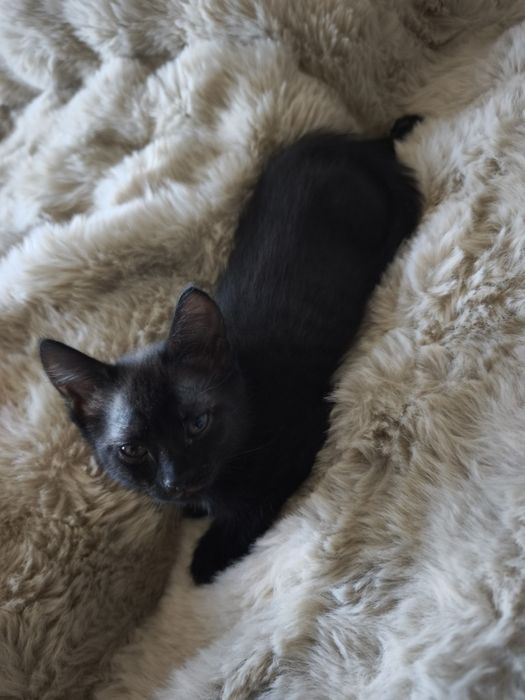 Отдам котика в добрые руки