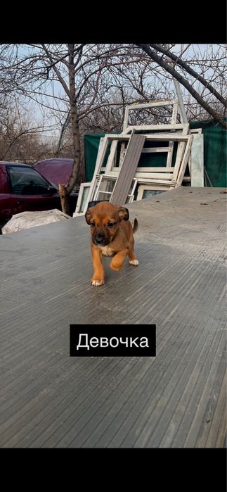 Питбуль чистокровный