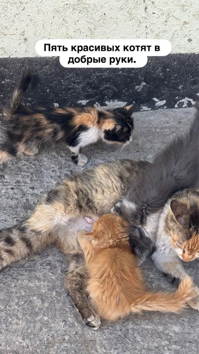 Красивые котята в добрые руки.