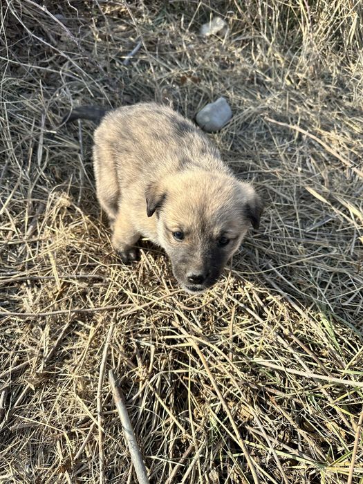 Отдам щенков в добрые руки