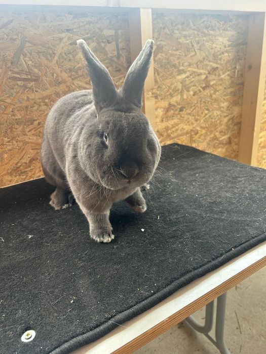 Iepuri albastru vienez, o femela matura și o femela tânără