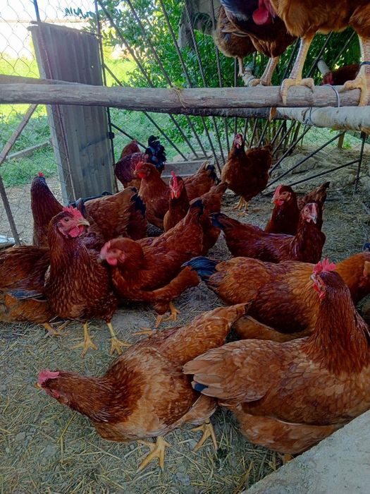 Sogʻlom baquvvat joʻjalar