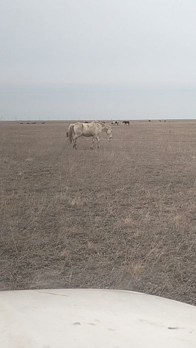 Продам лошадей кобылу и жеребенка