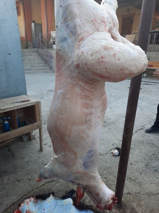 Май семиз кой токты тусак кошкар