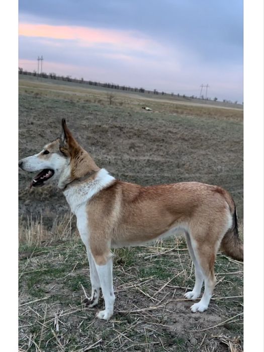 Лайка мошный