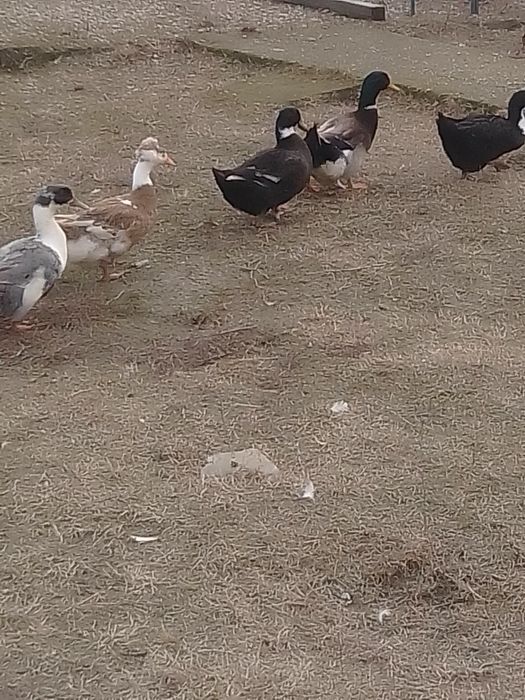 Rate românești și găini de țară de vânzare