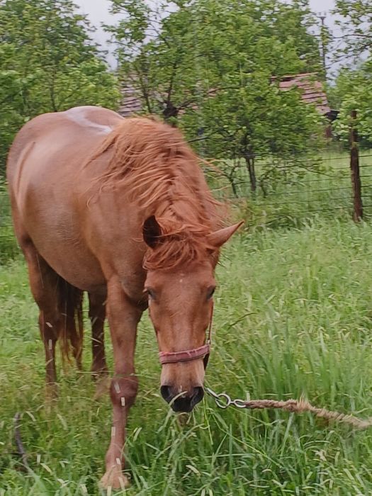 Iapă de 6 ani garantată sau schimb