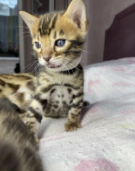 Бенгальские котята