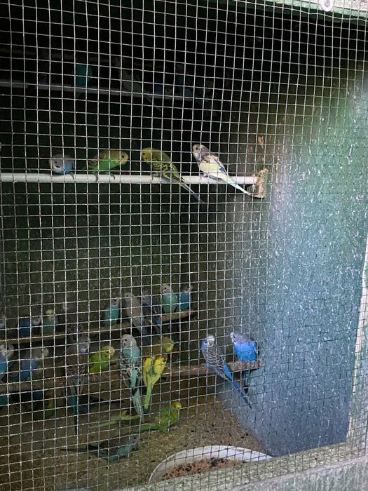 Vand peruși din crescatoria proprie