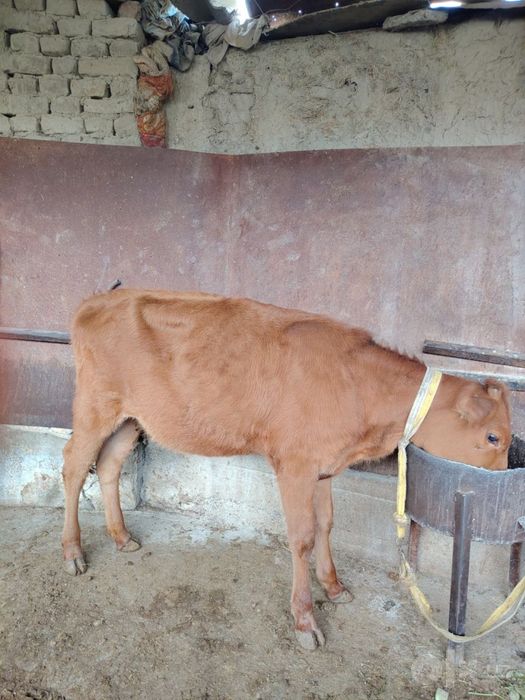 G’unojincha sotiladi