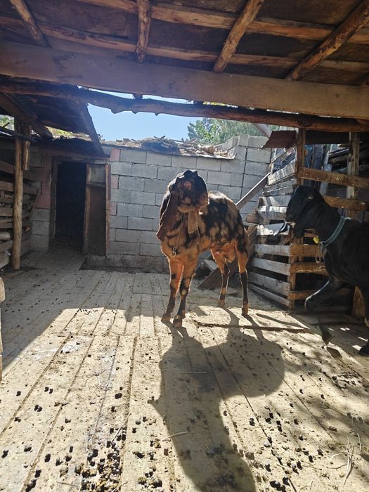 Козла ЧП камори. Возраст 2 года