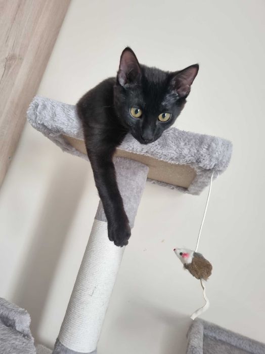 Котенок ищет дом