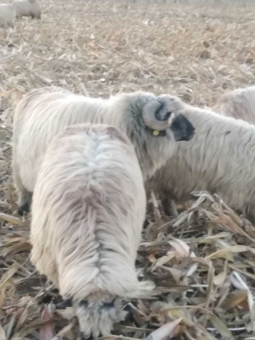 2 berbeci bucalai disponibili