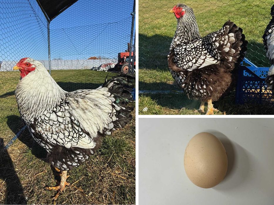 Vând ouă pentru incubat – diferite rase