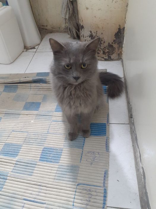 Срочноооо!!! Нибелунг продается