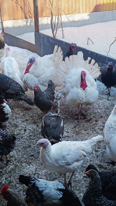 Индюк на племя 7месяцев