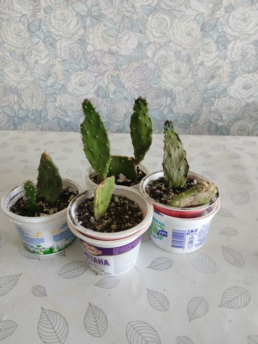 Продам суккуленты