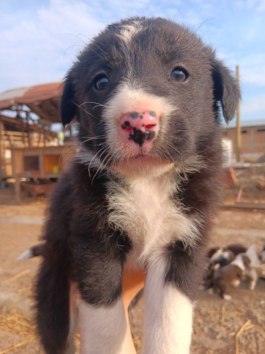 Подарявам кученца