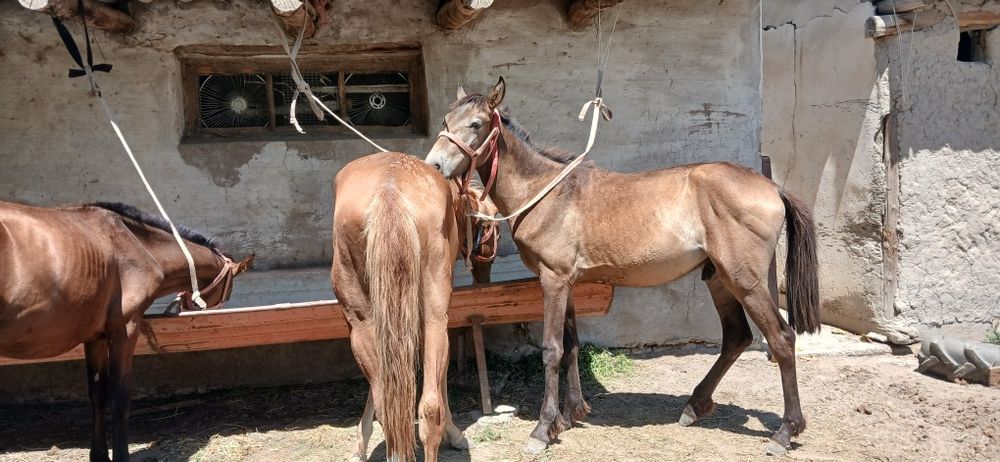 Otlar sotiladi 5ta bor