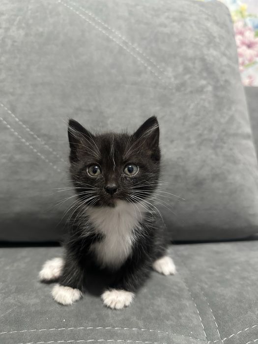 Отдам котят в хорошие руки