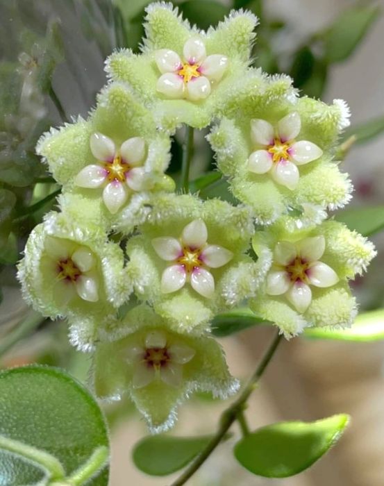 Flori, plante rare de Lacrima Maicii Domnului ( Hoya )