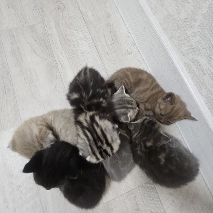 продам котят шатландцы