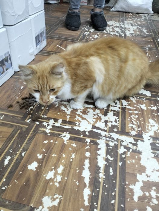 Пристраивается кот