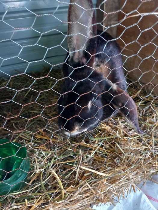 4 iepuri,1 mascul și o femelă berbec german,și două gemene !