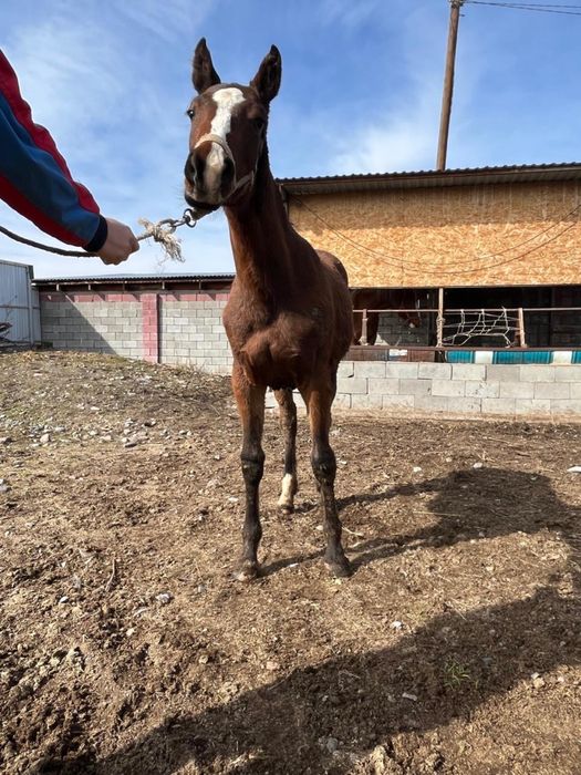 Тай……………………………..