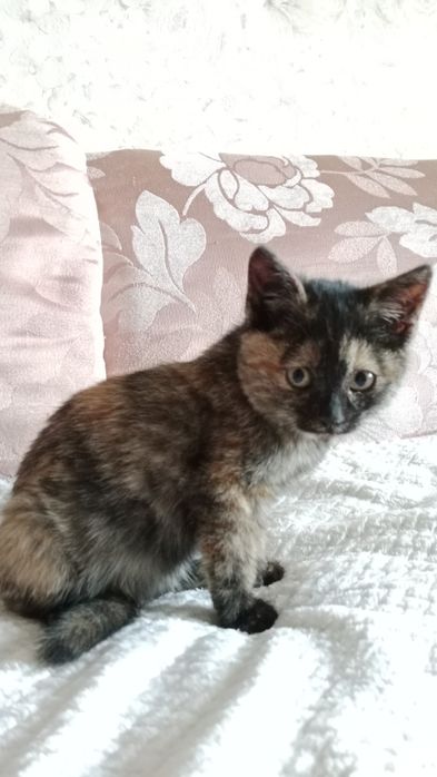 Пушистик ищет дом