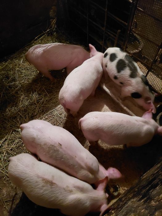 Промоция/Прасета