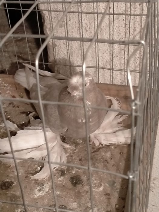 Голубка стальная