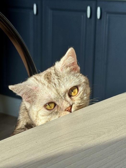 Шотландский кот прямоухий