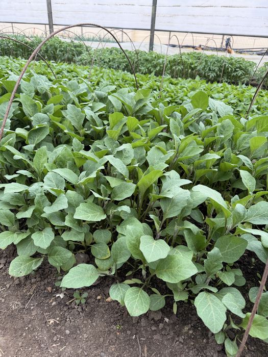 Vând răsad, rosii inima boului, ardei gras, kapia, gogosar, vinete