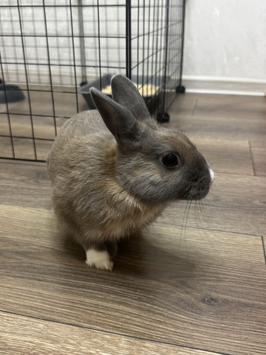 Отдам в добрые руки кролика