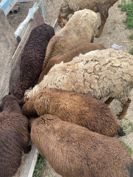 Продам баранов