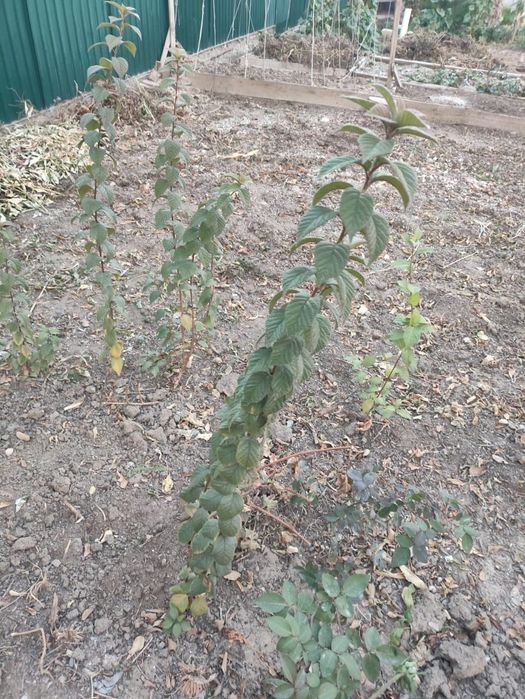 Китайская вишня саженцы