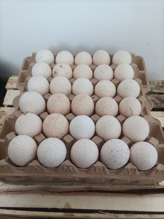 Яйца индюшиные инкубационые