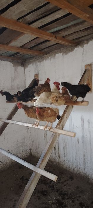 Үйдін сауықтары сатам