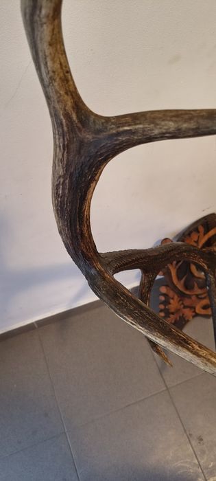 Coarne cerb cu suport