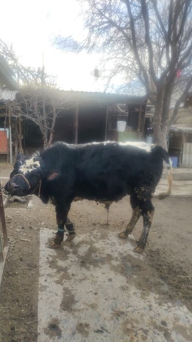 Бука бычок 1 жасар