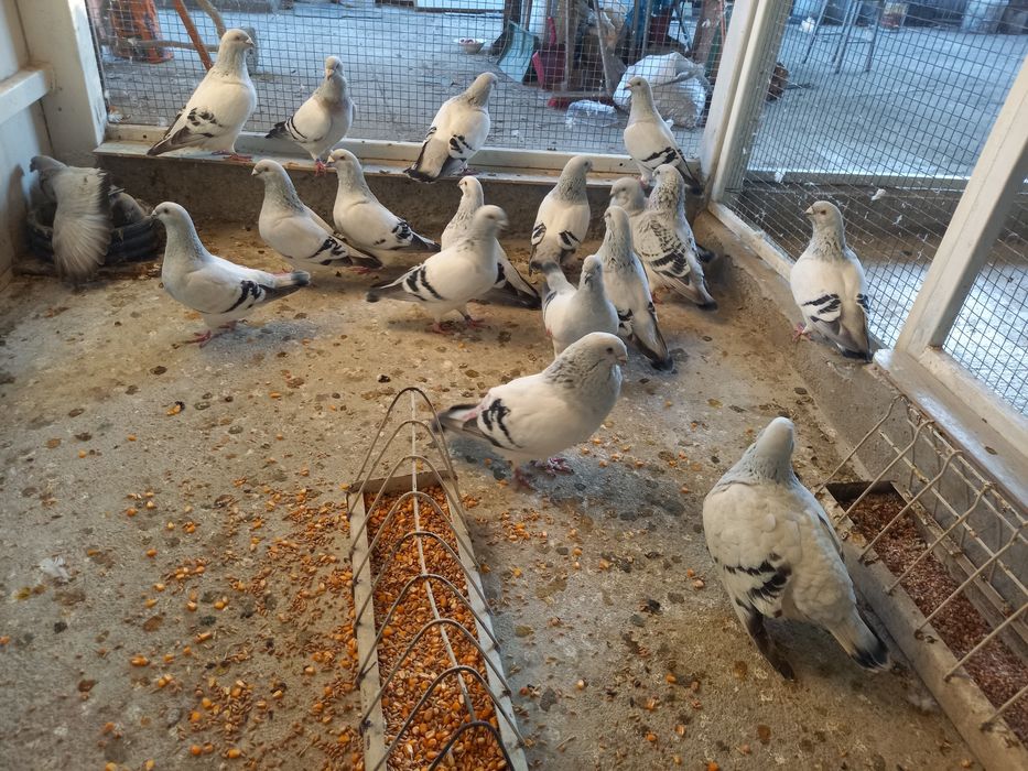 Vând porumbei standard sidefati