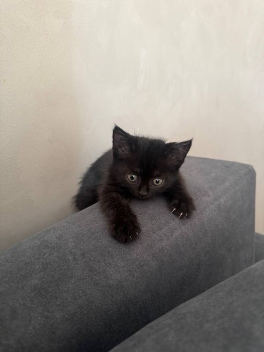 Котенок в добрые руки