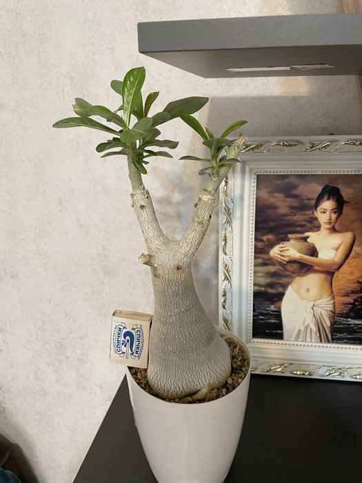 Адениум привитый