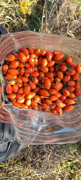 Măceșe curate proaspete culese cu mâna  cantitate și calitate