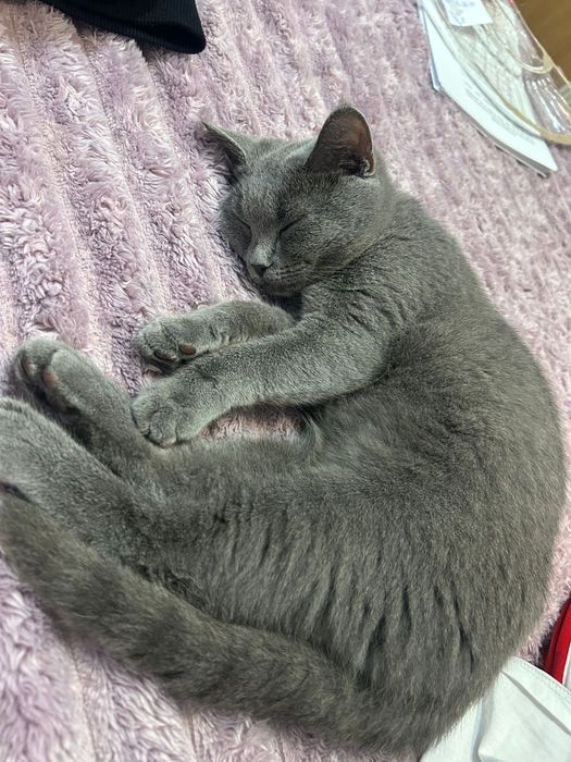 Pisica british, fetita