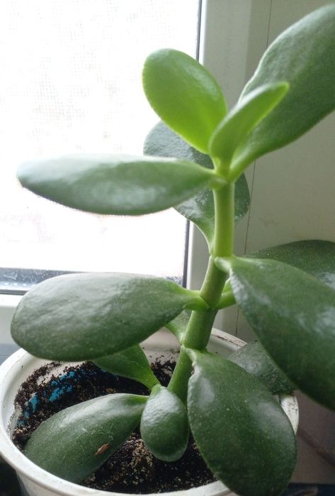 Продам толстянку ( живое дерево)